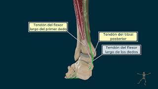 Flexor Largo de los Dedos del Pie [upl. by Proulx]