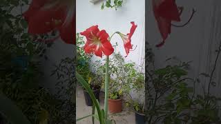 Lilium flower shorts youtubeshorts ytshorts nature plants flowers trendingshorts [upl. by Nakashima]