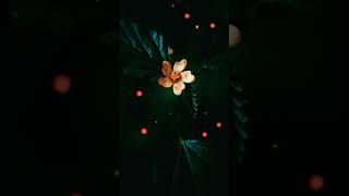 Enne Pranayicha Kattu Poove  kavitha whatsapp status  kavitha malayalampoem shortvideo [upl. by Surovy959]