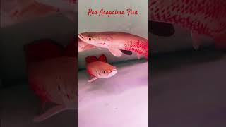 MMA Shorts Red Arapaima Oc01W7p arapaima arapaimafish monsterfish aquariumfish [upl. by Dlanod118]