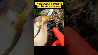 The BIGGEST dermatitis problem we’ve seen tiktok fyp viral cow hoof hoofcare hoofpicking [upl. by Atiloj]