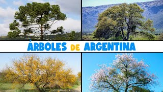 10 ÁRBOLES AUTÓCTONOS de ARGENTINA [upl. by Brnaby]