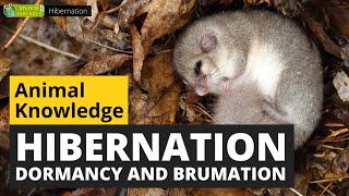 All About Hibernation  Animals for Kids  Educational Video [upl. by Nibuz]