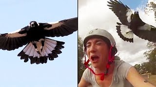 Ozzy Man Reviews MAGPIES [upl. by Arodoet]