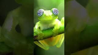 Top 7 Unique Frog Types You Wont Believe Exist  151365 [upl. by Rasec814]