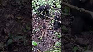 BRUTAL CHIMPANZEES OF MAHALE [upl. by Clemence]