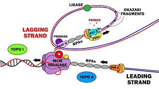 DNA REPLICATION 23  ELONGATION [upl. by Pedroza]