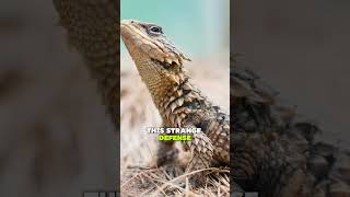 The horned lizard will hidden Power factshorts facts shorts [upl. by Atnaloj]