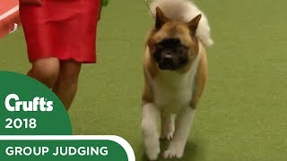 Utility Group Judging  Crufts 2018 [upl. by Drolet]