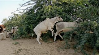 Cute cow vs cow little new baby crossing in tharparkar beautiful Village ox farm trending Videos [upl. by Katti]