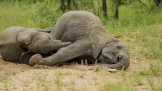 Elephants Gets Drunk After Eating Marula Fruit [upl. by Ecnerol]