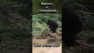 Baboon vs Chimpanzee  Who Would Win animals baboon chimpanzee fight [upl. by Hanoy691]