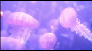 Finding Nemo Trailer 1 [upl. by Plafker946]