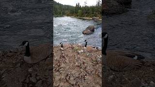 CANADA GEESE  The Spokane River [upl. by Sisson]