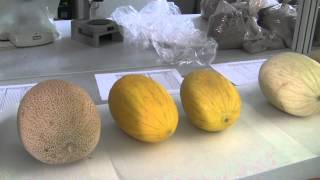 00464 Melones diferentes subespeciesMTS [upl. by Francklin]