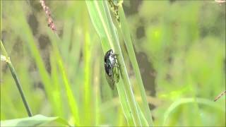 Tibicen tibicen formerly T Chloromera Ballard county KY [upl. by Kirred]