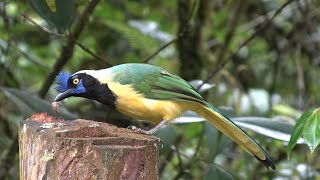 Birds of Central Colombia part five Jardin and surroundings [upl. by Ainel108]