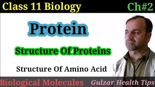 Protein  Structure of Protein  Structure of Amino Acid  Biological Molecules [upl. by Elle]