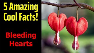 GROWING Bleeding Heart amp TIPS For Maximum Flowers [upl. by Fassold]