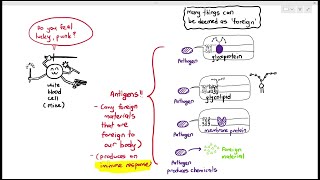 112 Self amp Nonself Antigens Cambridge AS A Level Biology 9700 [upl. by Jackqueline]