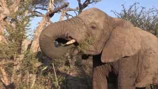 Sound of the African Bushveld Elephants  AFRICAN WILDLIFE [upl. by Ailadgim]