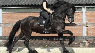 Friesian stallion baroque friesian dressage horse [upl. by Fasto]