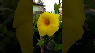 Mere garden ke phoolplzsubscribe plants flowers [upl. by Agna735]