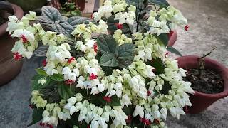 EASIEST Way To GROW Bleeding Heart From Cuttings [upl. by Alethea816]