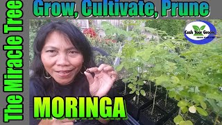 GROW MORINGA  the Miracle Tree of Life Must Watch [upl. by Cocke]