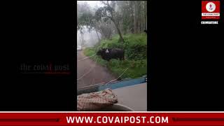 Bison rams into govt bus in Topslip [upl. by Franciscka]