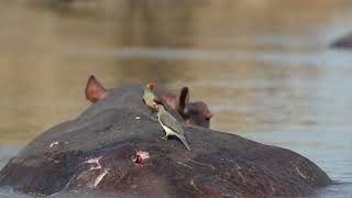 Oxpeckers on Hippo  Zambia Tourism [upl. by Neenaej824]