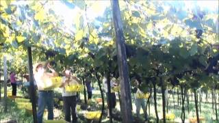 Aurora Winery Brazil  Institutional Video  english version 20 [upl. by Eilsew]