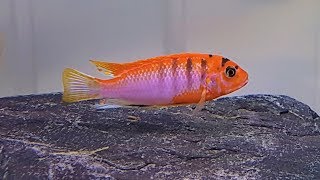 Labidochromis Hongi Super Red [upl. by Atteloj]