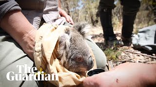 Koalas living in the path of a massive bushfires are taken to safety [upl. by Granny133]