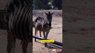 Building Trust with Zebras Safari Tips shorts [upl. by Nomolos981]