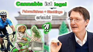 Einfuhr von Cannabis Stecklingen Erlaubt  Legalisierung offene Fragen Führerschein [upl. by Tarrance]