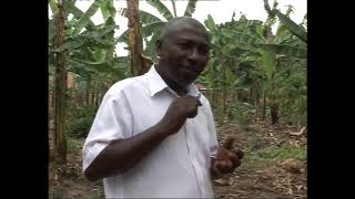 FARMERS BASKET BANANA GROWING BEST PRACTICES IN WESTERN UGANDA [upl. by Nessi605]