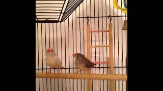 Zebra Finch Sounds beeps amp peeps [upl. by Rubi]