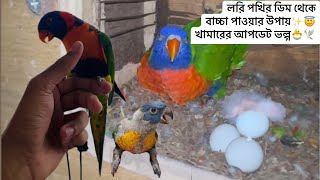 Lori bird Egg Hatched 🐣✨😍 cute cutebaby cuteness cuteanimals parrot parrots dhaka foryou bd [upl. by Yelsgnik]