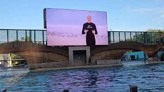 Orca Show at SeaWorld Orlando [upl. by Ahsuatal]