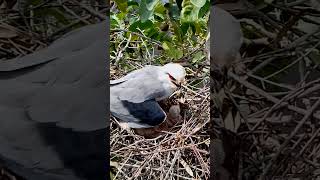 Blackshouldered kite Bird in the nest protects two children from the sunEp9 [upl. by Sherye]