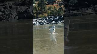 Sturgeon fishing on the Fraser River 🐋 fishing canada wildlife xyzbca bait [upl. by Algie]