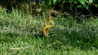 YILAN ÇİFTLEŞMESİ  SNAKE COPULATION [upl. by Anne-Marie]