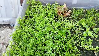 How To Propagate Aquatic Plants Outside [upl. by Hester]