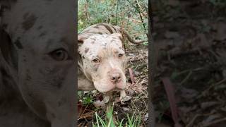 MERLE BULLY FEMALExlbully pitbull cute americanbully trending dog shorts puppy [upl. by Eiram]