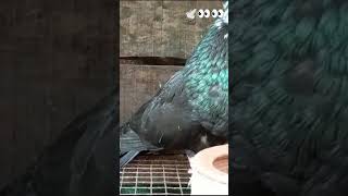 likeandsubscribe  fancy pigeon sale 🕊️🕊️🕊️🕊️🕊️👀👀👀 [upl. by Inalan]