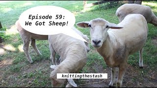 knittingthestash Episode 59 We Got Sheep [upl. by Myrtie132]