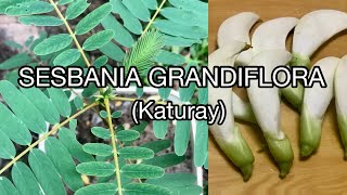 SESBANIA GRANDIFLORA  Katuray  Corkwood Tree [upl. by Ynnub]