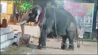 Elephant attackviyyur koyilandy 🐘kerala elephantattack youtube kozhikode temple koyilandi [upl. by Ewall]