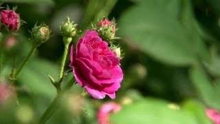 The Rose Garden  At Home With P Allen Smith [upl. by Lodie]